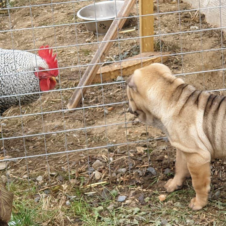 Bild von der Artemis-Farm in Österreich