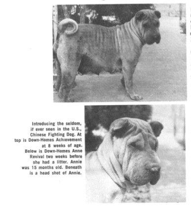 Down Homes Anne Revival