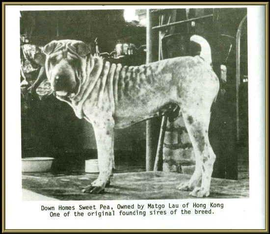 Down Homes Sweet Pea