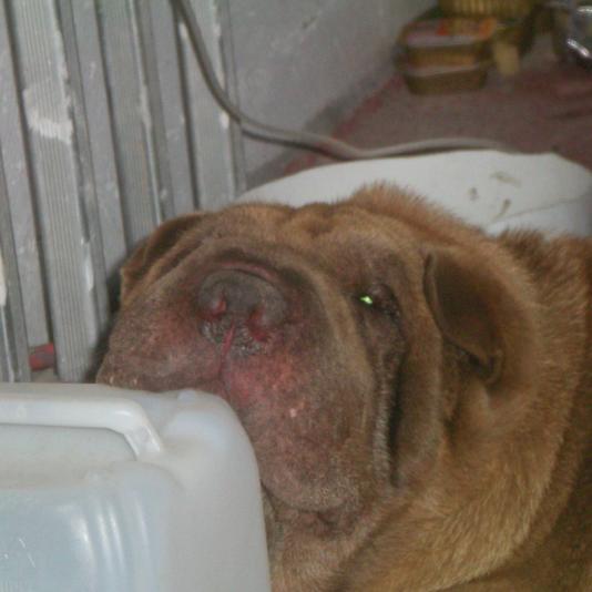 Wally in Kreta nach der OP