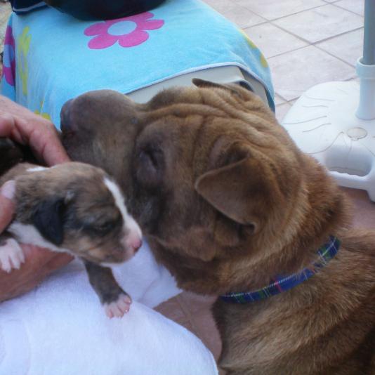 Wally in Kreta mit Welpen