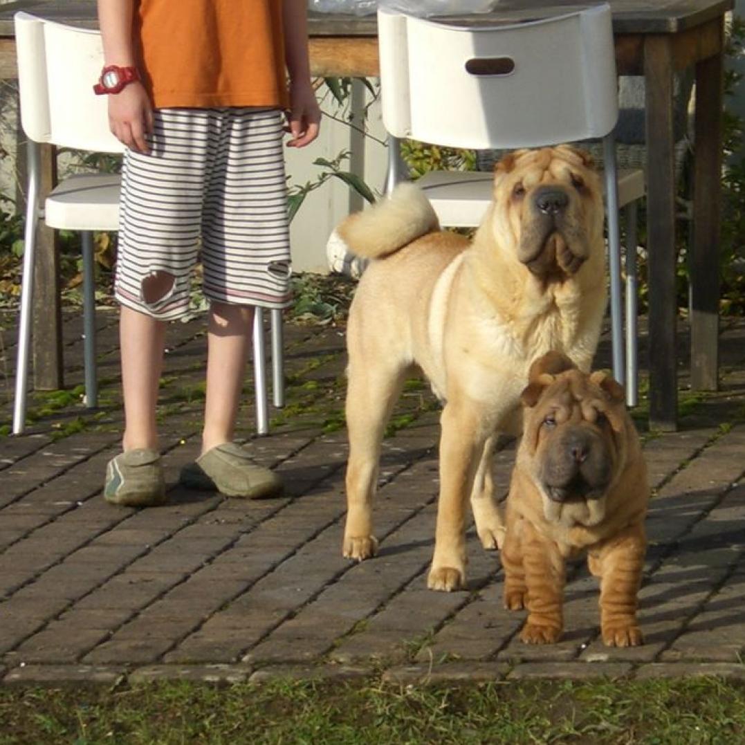 L'Odie mit Pink Floyd