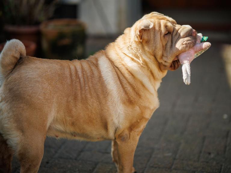 2023-04-04-10-52-44-EOS R6m2-0968_2048px