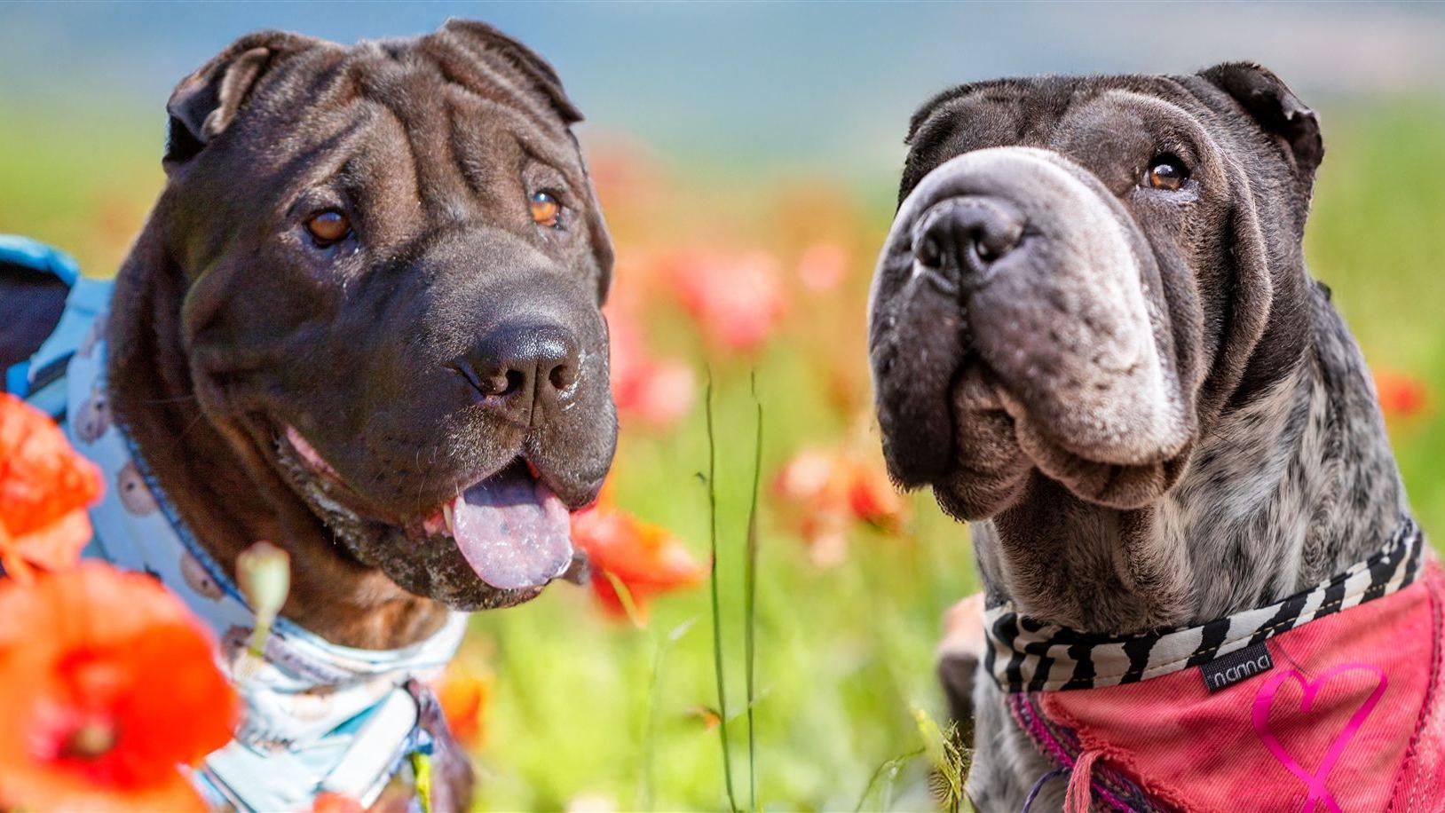 Bran_und_Maple-2_AI_Blumenwiese