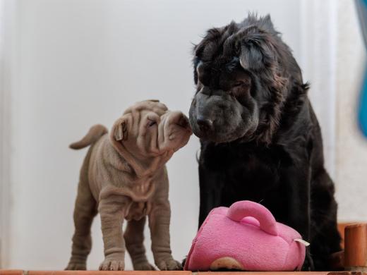 2025-02-22-10-58-21-EOS R6m2-5926-Verbessert-RR