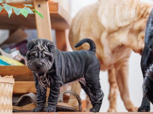 2025-02-22-10-59-00-EOS R6m2-5928-Verbessert-RR