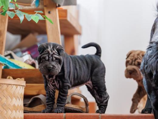 2025-02-22-10-59-01-EOS R6m2-5930-Verbessert-RR