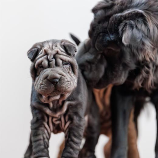 2025-02-22-10-59-15-EOS R6m2-5947-Verbessert-RR