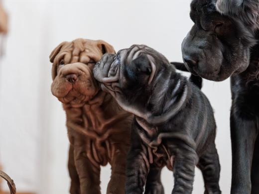 2025-02-22-10-59-18-EOS R6m2-5952-Verbessert-RR