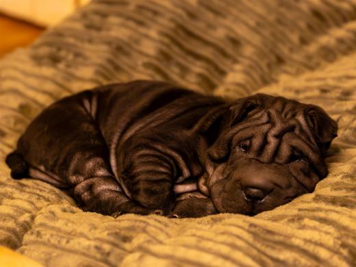 2025-03-07-19-11-25-EOS R6m2-6004-Verbessert-RR