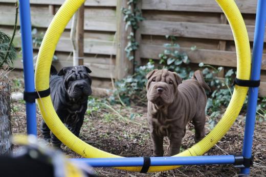 2025-03-09-17-07-48-596-82246039_2598623783675993_5218161143757034481_n