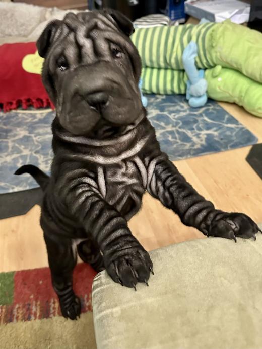 2025-03-09-17-22-22-096-82251883_2598662727005432_5951526257863096453_n