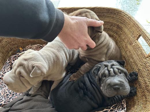 2025-03-09-17-23-35-207-82248403_2598662330338805_4987662581756649987_n