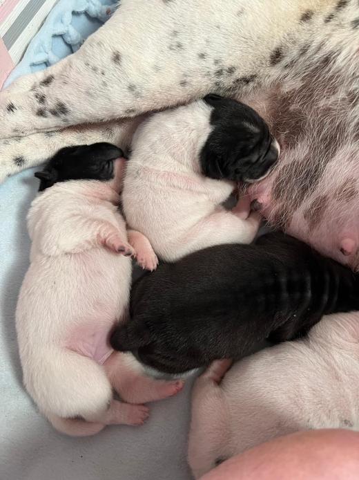 WhatsApp Bild 2025-06-08 um 14.27.33_338722b1