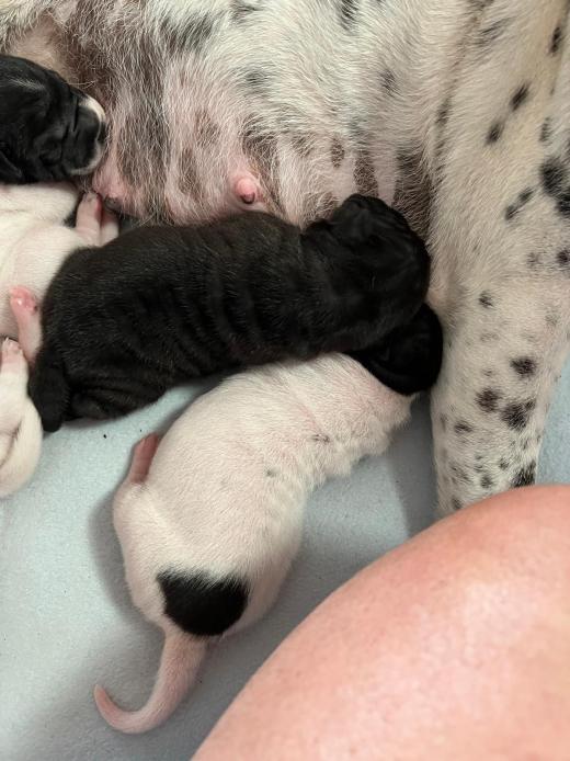 WhatsApp Bild 2025-06-08 um 14.27.33_704a590c