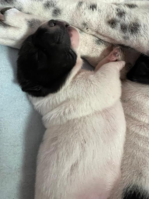 WhatsApp Bild 2025-06-08 um 14.27.34_c1cad999