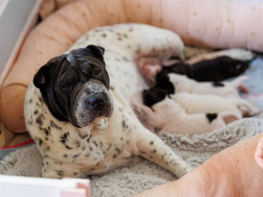 2025-06-09-13-07-12-EOS R6m2-6209-Verbessert-RR