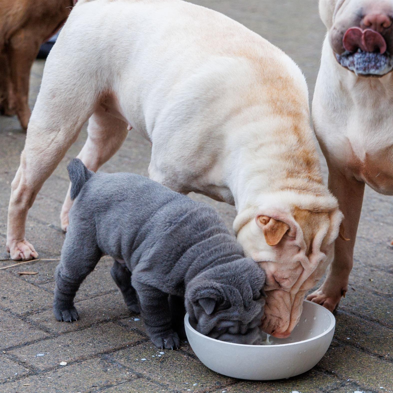 Welpe vom I-Wurf mit Holly aus dem C-Wurf