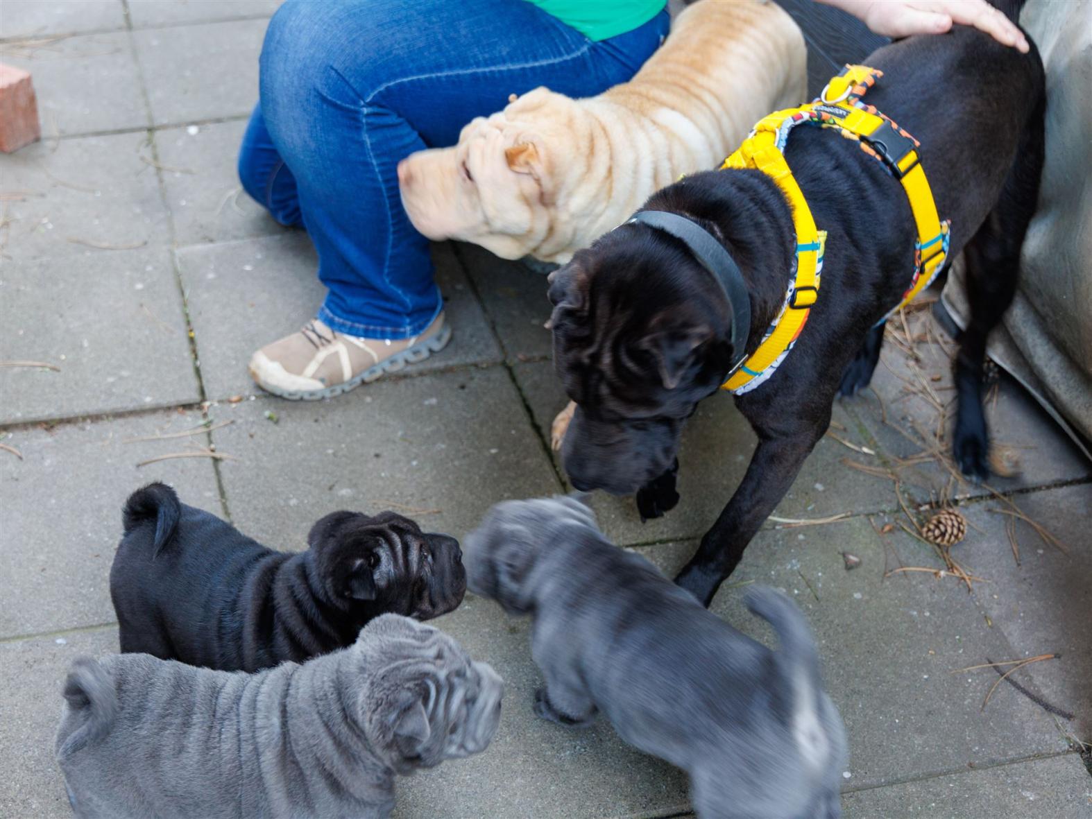 Der I-Wurf bei Papa "BRAN"