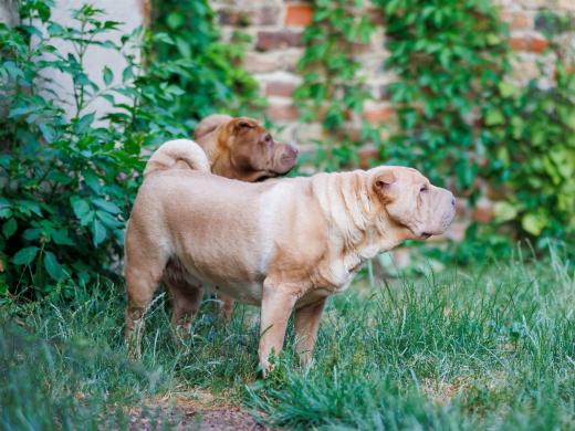 2023-06-24-20-13-09-EOS R6-1792-Verbessert-RR_2048px