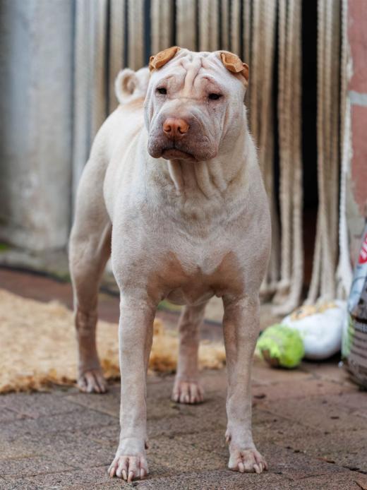 2023-08-05-18-19-35-EOS R6m2-2304-Verbessert-RR