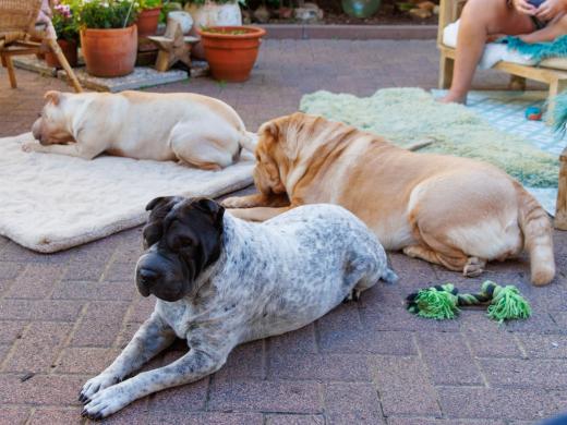 2023-08-10-18-06-43-EOS R7-4968-Verbessert-RR