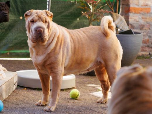 2023-08-10-18-07-40-EOS R7-4979