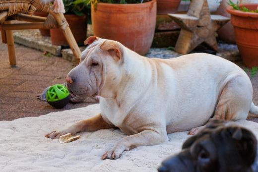 2023-08-10-18-09-26-EOS R7-4989