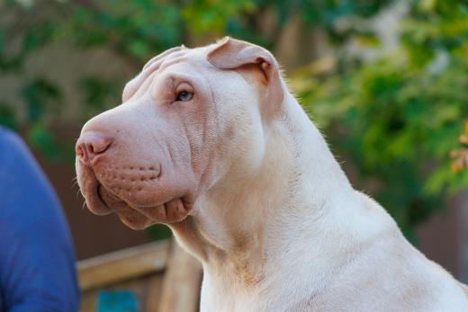 2023-08-10-18-10-25-EOS R7-4993