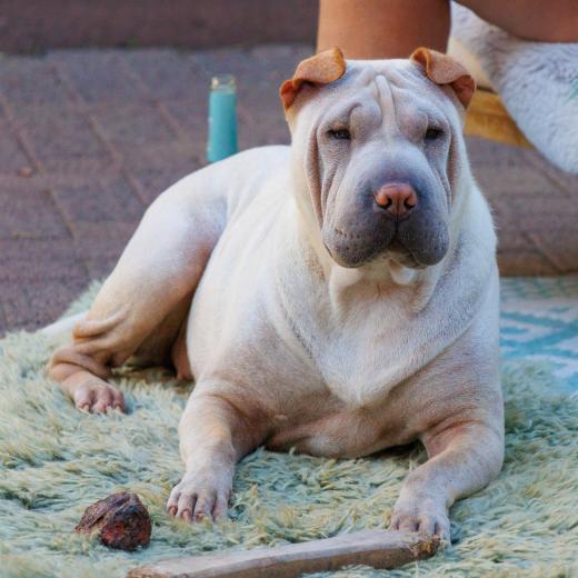 2023-08-10-18-26-44-EOS R7-5009