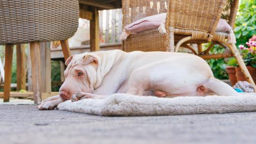 2023-08-11-16-10-30-EOS R7-5063