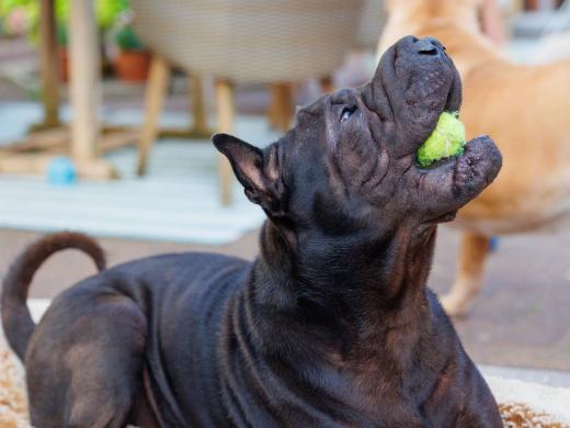 2023-08-11-18-21-37-EOS R6-1914