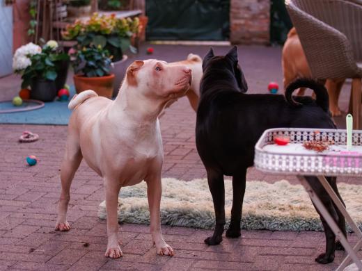 2023-08-17-20-56-27-EOS R7-5187-Verbessert-RR_2048px