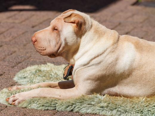 2023-08-18-13-00-04-EOS R7-5188_2048px