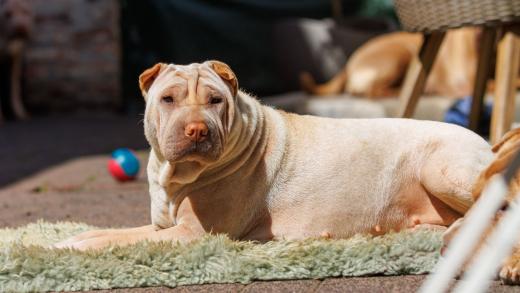 2023-08-18-13-01-30-EOS R7-5197_2048px