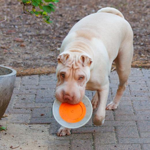 2023-08-18-19-36-11-EOS R7-5216-Verbessert-RR_2048px