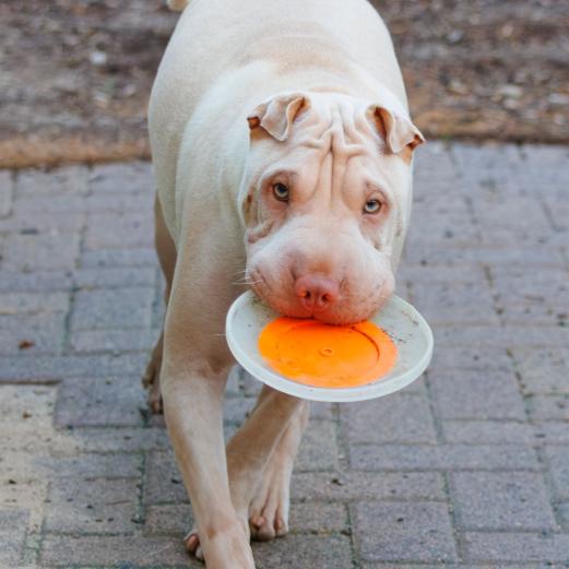 2023-08-18-19-36-12-EOS R7-5217-Verbessert-RR_2048px