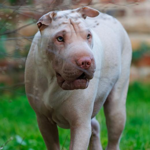 2023-08-18-19-54-26-EOS R7-5234-Verbessert-RR_2048px