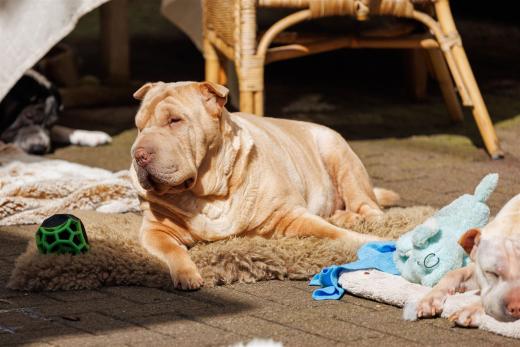 2024-03-31-13-45-27-EOS R6m2-3545