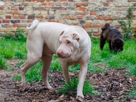 2024-04-25-18-37-41-EOS R7-6170-Verbessert-RR_2048px