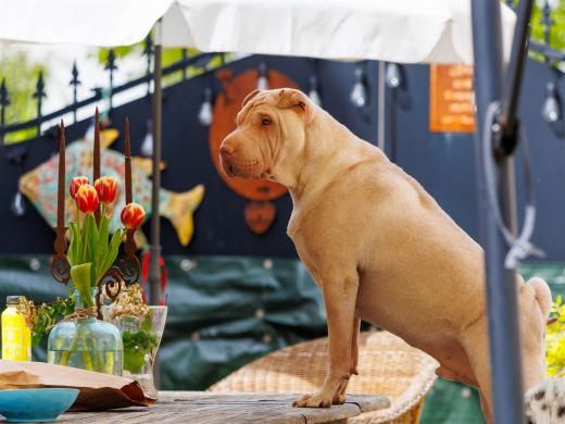 2024-04-27-13-10-26-EOS R6m2-3797