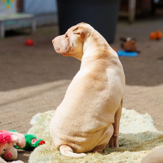 2024-04-27-13-43-57-EOS R6m2-3854