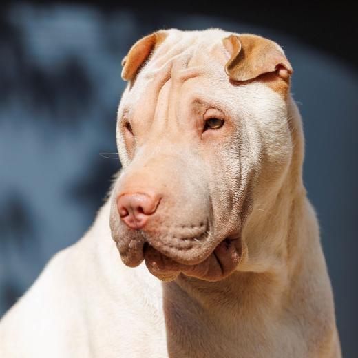 2024-04-30-11-04-49-EOS R6m2-3941