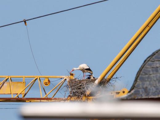 2024-04-30-11-43-45-EOS R7-6461