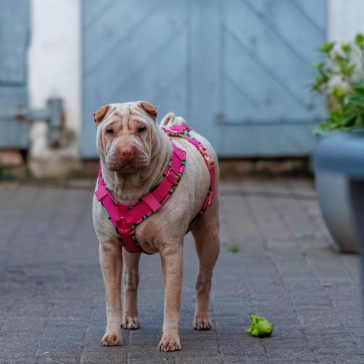 2024-05-03-20-56-19-EOS R6m2-0053-Verbessert-RR