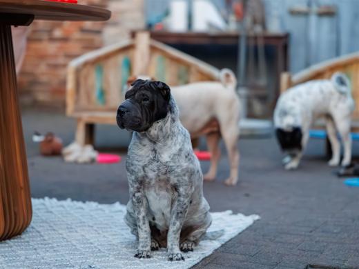 2024-05-03-20-56-42-EOS R6m2-0056-Verbessert-RR