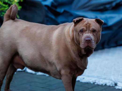 2024-05-03-20-58-17-EOS R6m2-0057-Verbessert-RR-Bearbeitet