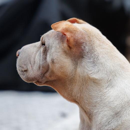 2024-05-04-13-39-16-EOS R6m2-0136