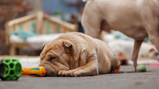 2024-05-04-13-53-27-EOS R6m2-0179