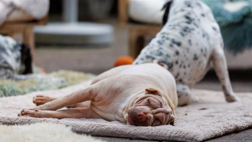 2024-05-04-14-10-17-EOS R6m2-4259